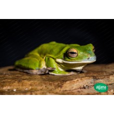  Rana gigante Arboricola - Litoria Infrafrenata